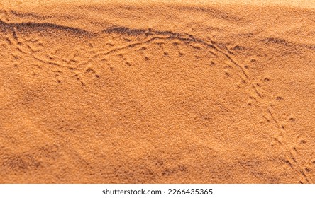 Footprints of a small animal or insect tracks drawing two arcs on the golden red colored sand at the Sahara desert. Close up macro photography overhead view under sunlights contrasted with shadows. - Powered by Shutterstock