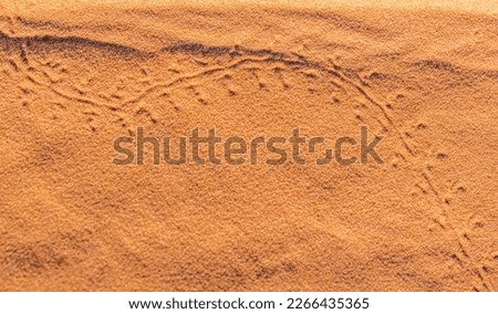 Footprints of a small animal or insect tracks drawing two arcs on the golden red colored sand at the Sahara desert. Close up macro photography overhead view under sunlights contrasted with shadows.