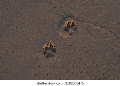 Footprints Of A Small Dog Tracks On Wet Sand Beach