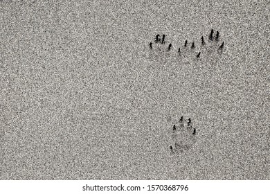 Footprints Of A Small Wild Animal.