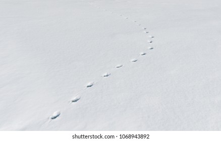 Footprints In The Snow.