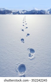 Footprints In Snow