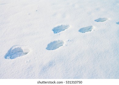 Footprints In Snow