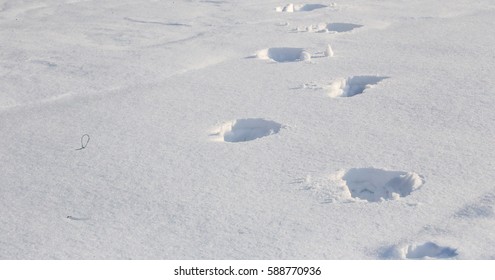 Footprints In The Snow