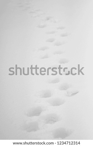 Foto Bild Eskimo wettlauf Winter