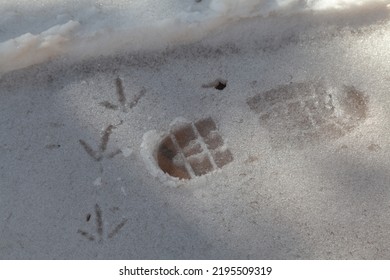 Footprints In The Snow. A Clear Boot Print On The White Snow. Behind Large Footprints Of A Pheasant Bird Close Up

