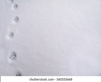 雪 犬 足跡 の画像 写真素材 ベクター画像 Shutterstock