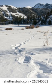 Footprints In The Snow, June Lake Road, June Lake, CA