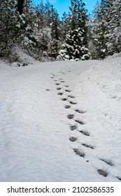 Footprints In Snow. Oregon, Ashland, Cascade Siskiyou National Monument, Winter