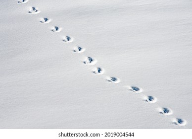 Karda Ayak Izi Gorsel Stok Fotograf Ve Vektorleri Shutterstock