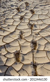 footsteps in cracked mud on a dry river bed