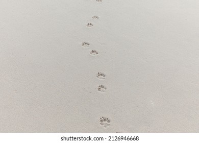 Footsteps Of A Dog At The Sandy Beach