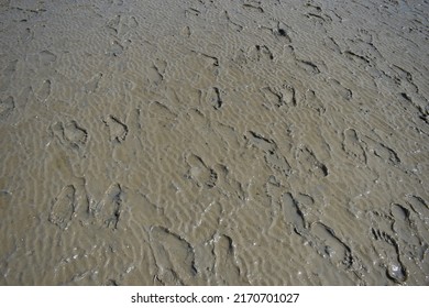 footsteps in mudder at the beach