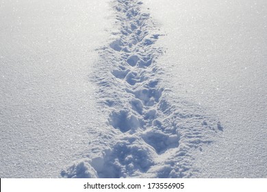 Footsteps On The Snow.