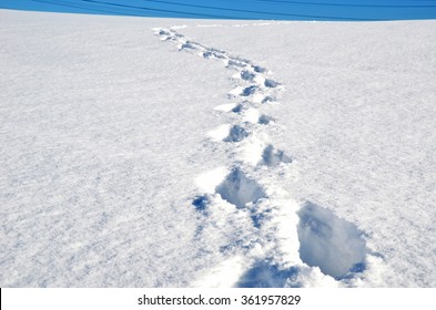 Footsteps On The Snow