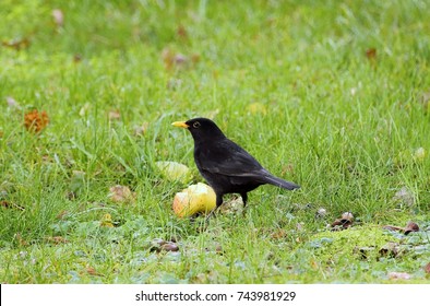 Forage, Blackbird Finds An Apple