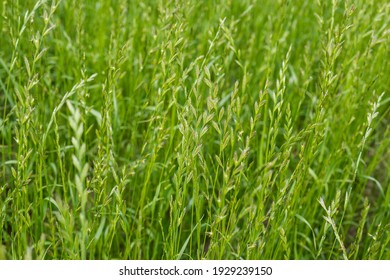 Forage crops. Young healthy green Arrhenatherum plants in the field - Shutterstock ID 1929239150