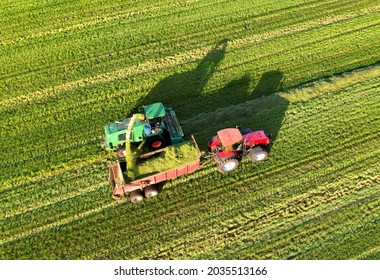 Forage Harvester During Grass Cutting For Silage In Field. Harvesting Biomass Crop. Self-propelled Harvester For Agriculture Industry. Tractor Work On Silage Season. Farm Equipment And Farming Machine