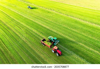 Forage Harvester During Grass Cutting For Silage In Field. Harvesting Biomass Crop. Self-propelled Harvester For Agriculture Industry. Tractor Work On Silage Season. Farm Equipment And Farming Machine