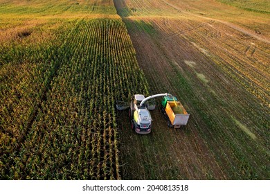 Forage Harvester On Maize Cutting For Silage In Field. Harvesting Biomass Crop. Self-propelled Harvester For Agriculture. Tractor Work On Corn Harvest Season. Farm Equipment And Farming Machine.
