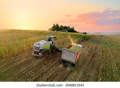 Forage Harvester On Maize Cutting For Silage In Field. Harvesting Biomass Crop. Self-propelled Harvester For Agriculture. Tractor Work On Corn Harvest Season. Farm Equipment And Farming Machine.
