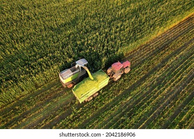 Forage Harvester On Maize Cutting For Silage In Field. Harvesting Biomass Crop. Self-propelled Harvester For Agriculture. Tractor Work On Corn Harvest Season. Farm Equipment And Farming Machine.
