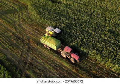 Forage Harvester On Maize Cutting For Silage In Field. Harvesting Biomass Crop. Self-propelled Harvester For Agriculture. Tractor Work On Corn Harvest Season. Farm Equipment And Farming Machine.