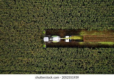 Forage harvester on maize cutting for silage in field. Harvesting biomass crop. Self-propelled Harvester for agriculture. Tractor work on corn harvest season. Farm equipment and farming machine. - Shutterstock ID 2052551939