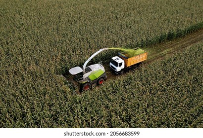 Forage Harvester On Maize Cutting For Silage In Field. Harvesting Biomass Crop. Self-propelled Harvester For Agriculture. Tractor Work On Corn Harvest Season. Farm Equipment And Farming Machine.