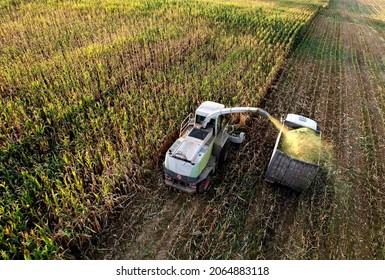 Forage Harvester On Maize Cutting For Silage In Field. Harvesting Biomass Crop. Self-propelled Harvester For Agriculture. Tractor Work On Corn Harvest Season. Farm Equipment And Farming Machine.