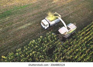 Forage Harvester On Maize Cutting For Silage In Field. Harvesting Biomass Crop. Self-propelled Harvester For Agriculture. Tractor Work On Corn Harvest Season. Farm Equipment And Farming Machine.