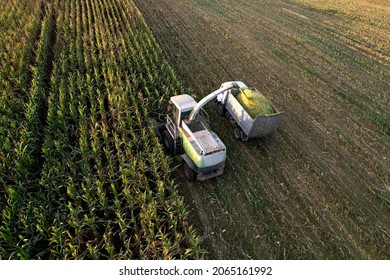 Forage Harvester On Maize Cutting For Silage In Field. Harvesting Biomass Crop. Self-propelled Harvester For Agriculture. Tractor Work On Corn Harvest Season. Farm Equipment And Farming Machine.