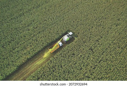 Forage Harvester On Maize Cutting For Silage In Field. Harvesting Biomass Crop. Self-propelled Harvester For Agriculture. Tractor Work On Corn Harvest Season. Farm Equipment And Farming Machine.