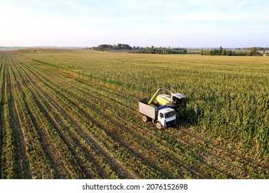 Forage Harvester On Maize Cutting For Silage In Field. Harvesting Biomass Crop. Self-propelled Harvester For Agriculture. Tractor Work On Corn Harvest Season. Farm Equipment And Farming Machine.