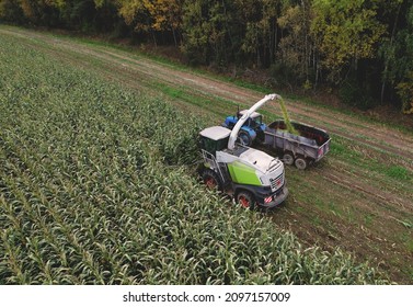 Forage Harvester On Maize Cutting For Silage In Field. Harvesting Biomass Crop. Self-propelled Harvester For Agriculture. Tractor Work On Corn Harvest Season. Farm Equipment And Farming Machine.