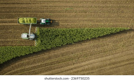 Forage harvester on maize cutting for silage in field. Harvesting biomass crop. Harvester tractor work on corn harvest season. - Powered by Shutterstock