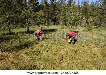 Foragers pick cloudberry on cloudberry bog, reaching for berries and putting harvest into buckets among scattered trees of northern land.