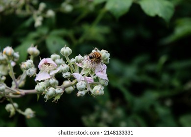 Foraging Bee, Insect On Flower