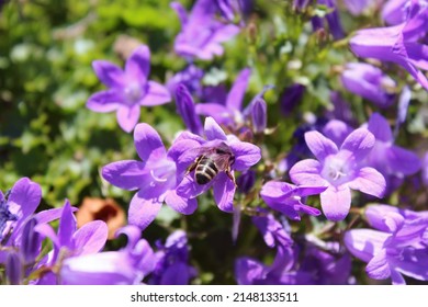 Foraging Bee, Insect On Flower