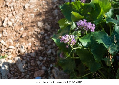 Foraging Bee On A Flower