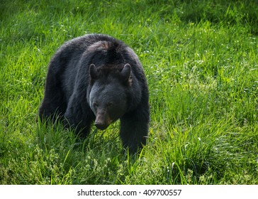 Foraging Black Bear, Great Smoky Mountains