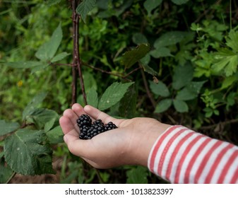 Foraging Blackberries, A Child Hands With Wild Berries