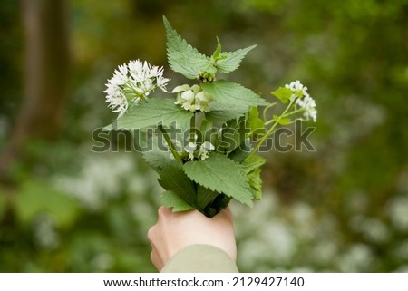 Foraging for edible spring greens -  woman holding in her palm flowering herbs like white dead nettle, lovage,  ramoson, garlic mustard .