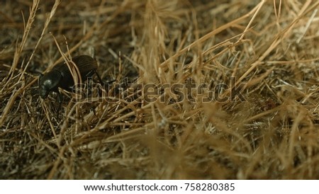 Foraging and exploring macro feelers 2 Large Desert Beetles at Night Oregon 83