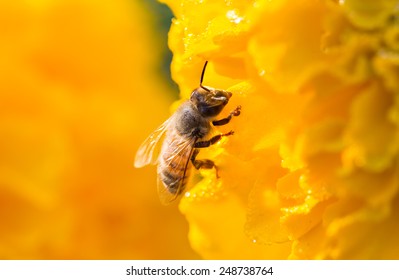 Foraging Honey Bee In Garden