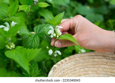 Foraging for Lamium album, commonly called white nettle or white dead-nettle, in local forest to make nettle soup and tea with. sustainably eating free wild food and weeds for vegan and vegertian diet