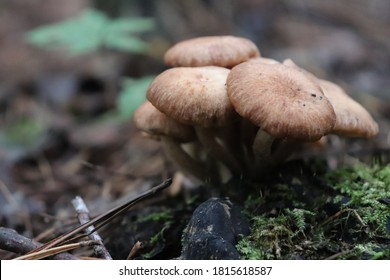 Foraging Mushrooms Among The Woods