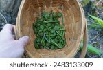 Foraging Ostrich Fern Fiddleheads. Foraging basket