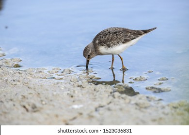 Foraging Temminck;s stint Calidris temminckii stopping over on autumn migration probing mud in shallow water for prey. Ghadira Nature Reserve, Malta, - Shutterstock ID 1523036831