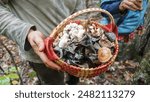 Foraging Wild Edible Mushrooms in the Fall. Black Trumpets, shrimp of the woods in a basket.